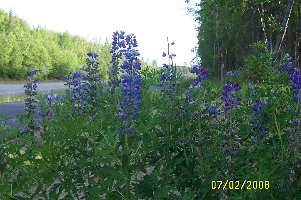 Grace And Bill'S Freedom Hills B&B Talkeetna Exteriér fotografie