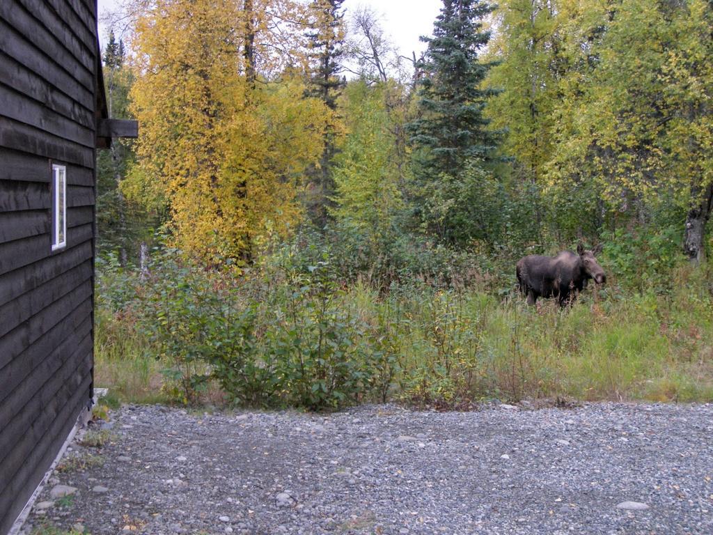 Grace And Bill'S Freedom Hills B&B Talkeetna Exteriér fotografie
